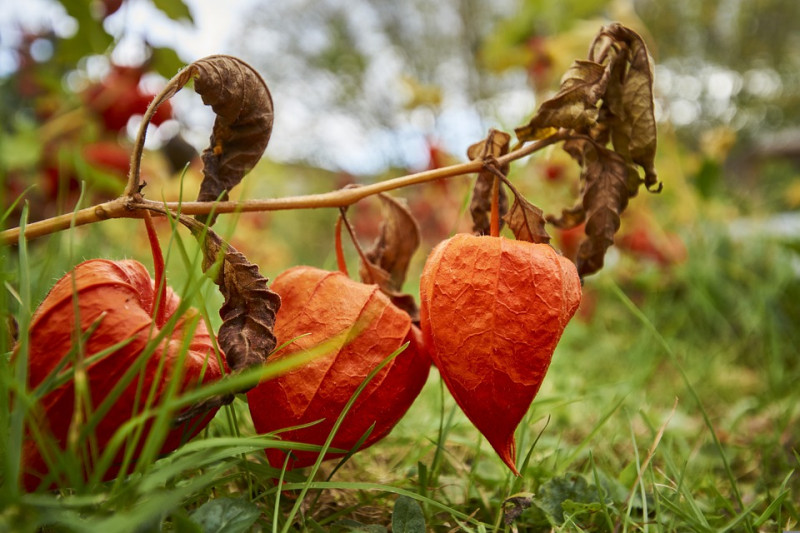 chinese-lantern-plant-physalis alkekengi lampionplant